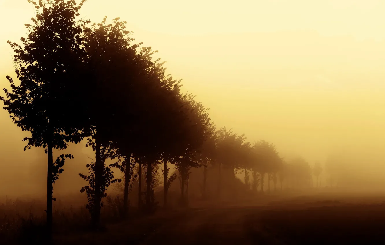 Photo wallpaper road, trees, fog, morning, nature, morning, mist