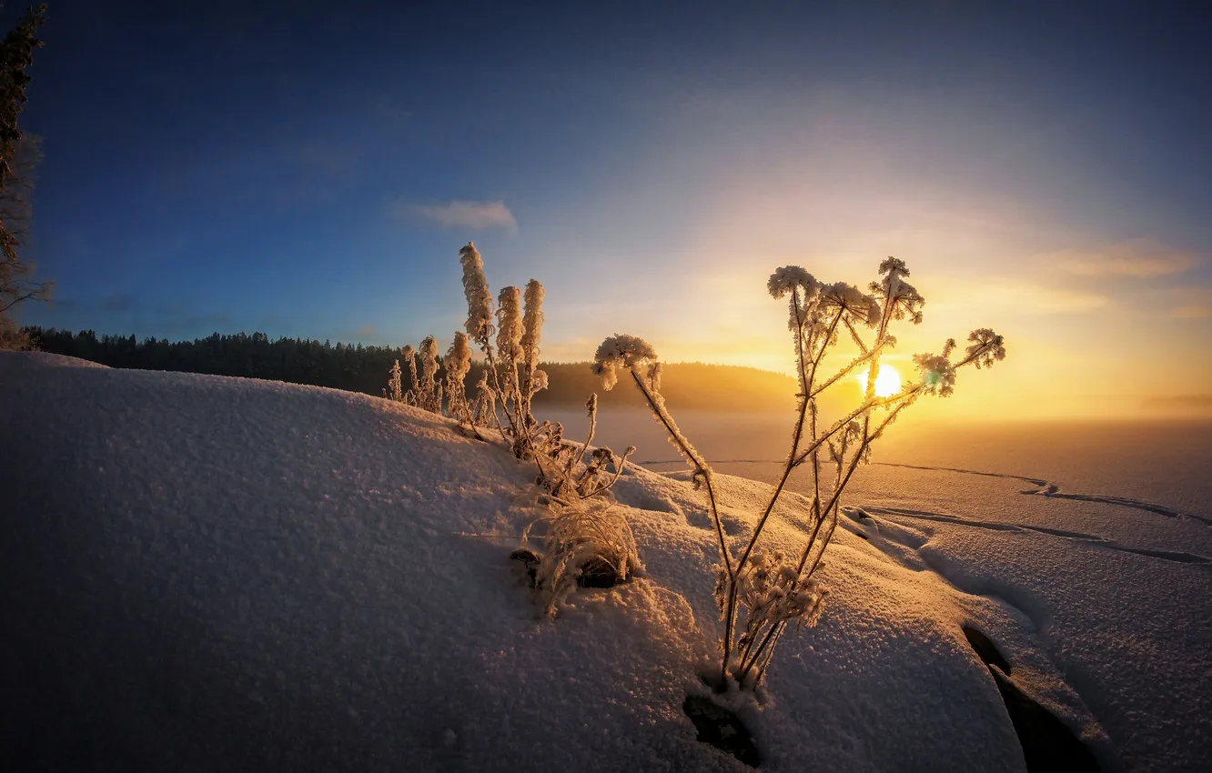 Photo wallpaper winter, frost, snow, dawn, morning, frost