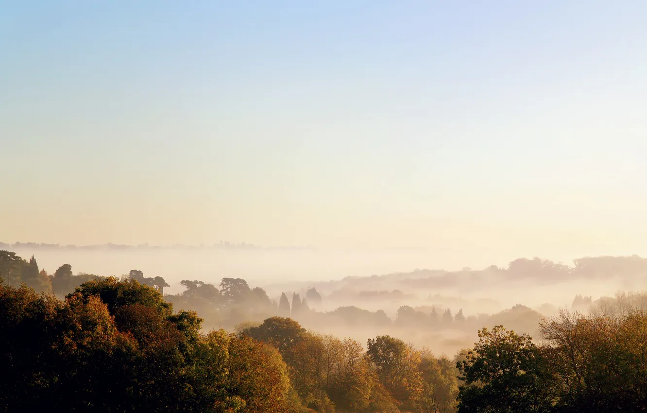 Photo wallpaper autumn, forest, trees, fog, morning