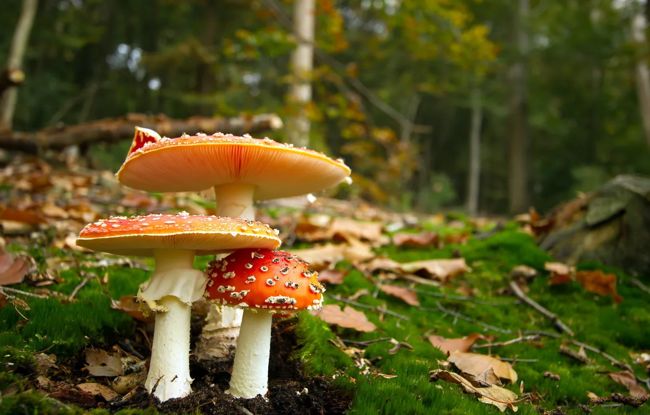 Photo wallpaper forest, nature, mushrooms