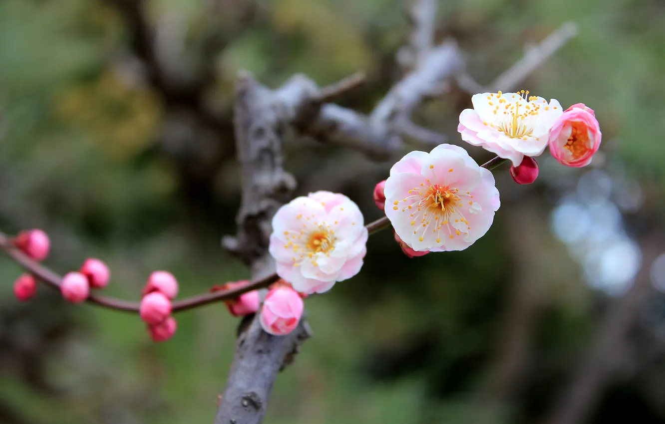 Photo wallpaper macro, flowers, sprig, spring, Sakura, flowering