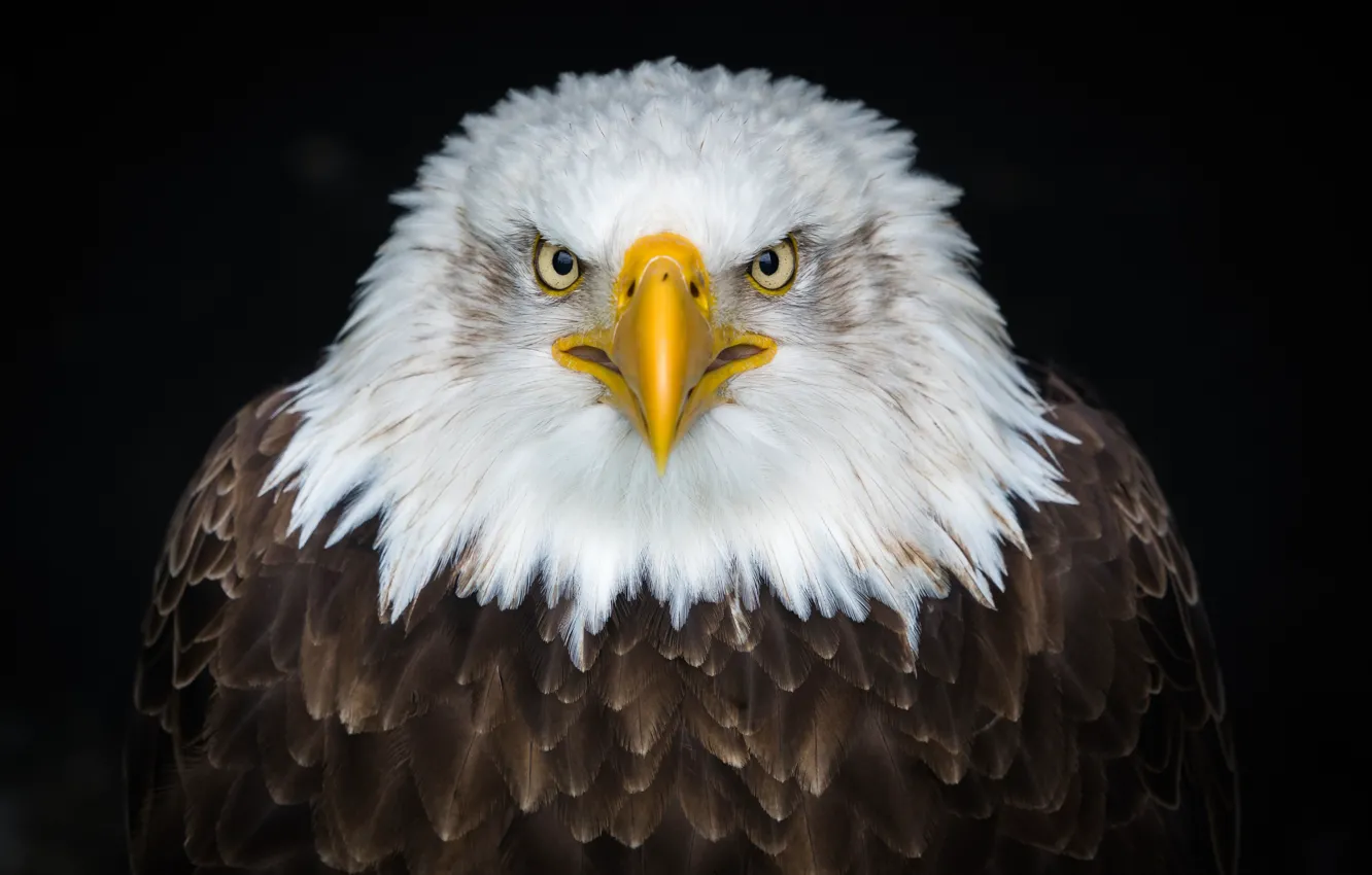 Photo wallpaper bird, beak, bald eagle