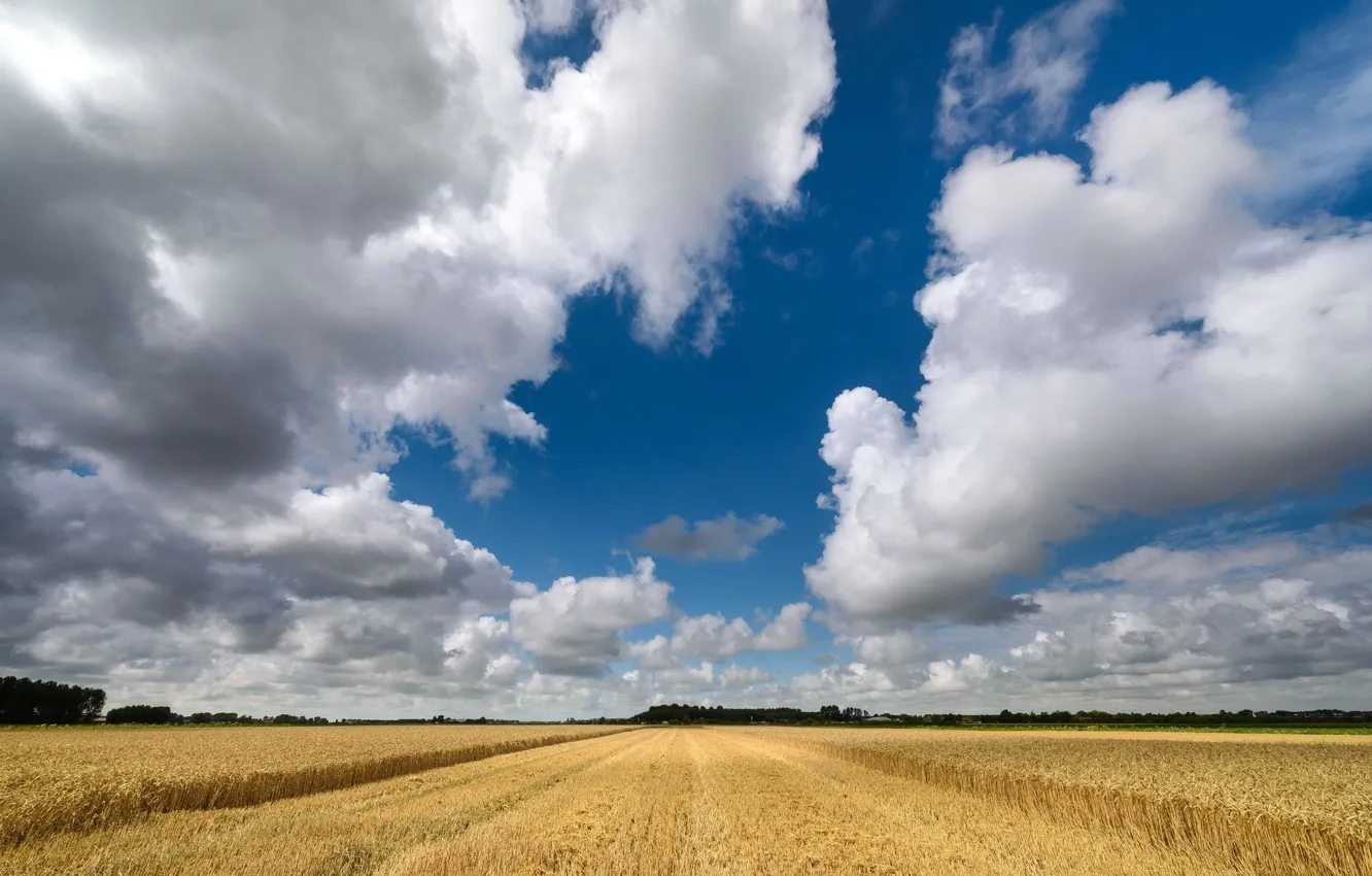 Photo wallpaper field, summer, clouds, Netherlands, Dirksland