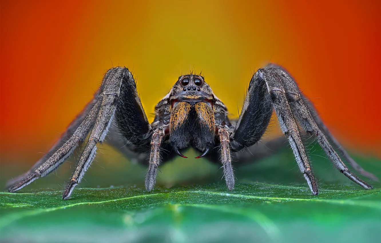 Photo wallpaper leaves, spider, bokeh, Ganev Tsvetan, macro photography of insects