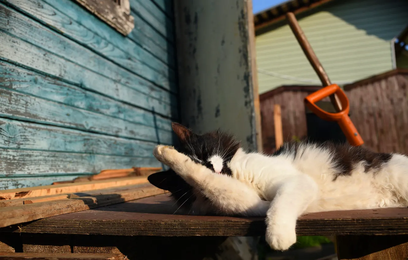 Photo wallpaper cat, cat, pose, face