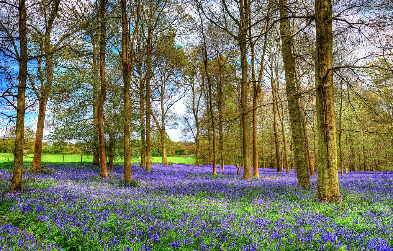 Photo wallpaper forest, flowers, spring