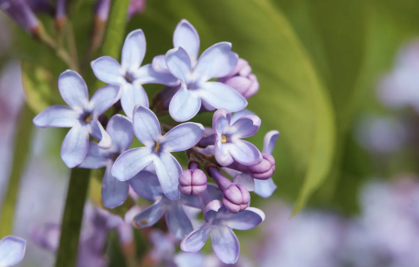 Photo wallpaper flower, lilac, blooming