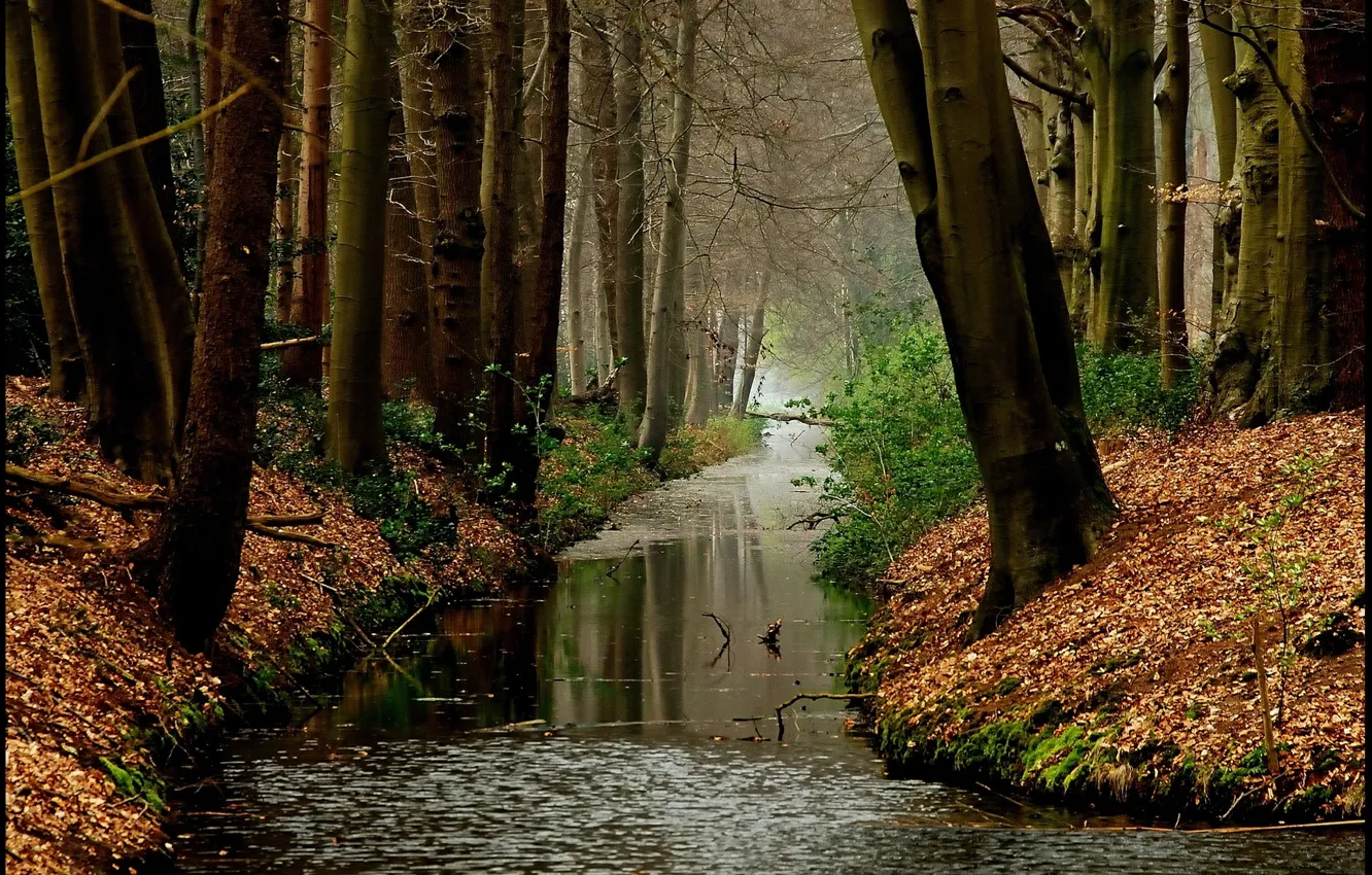 Photo wallpaper autumn, forest, leaves, water, trees, plants, forest, Nature