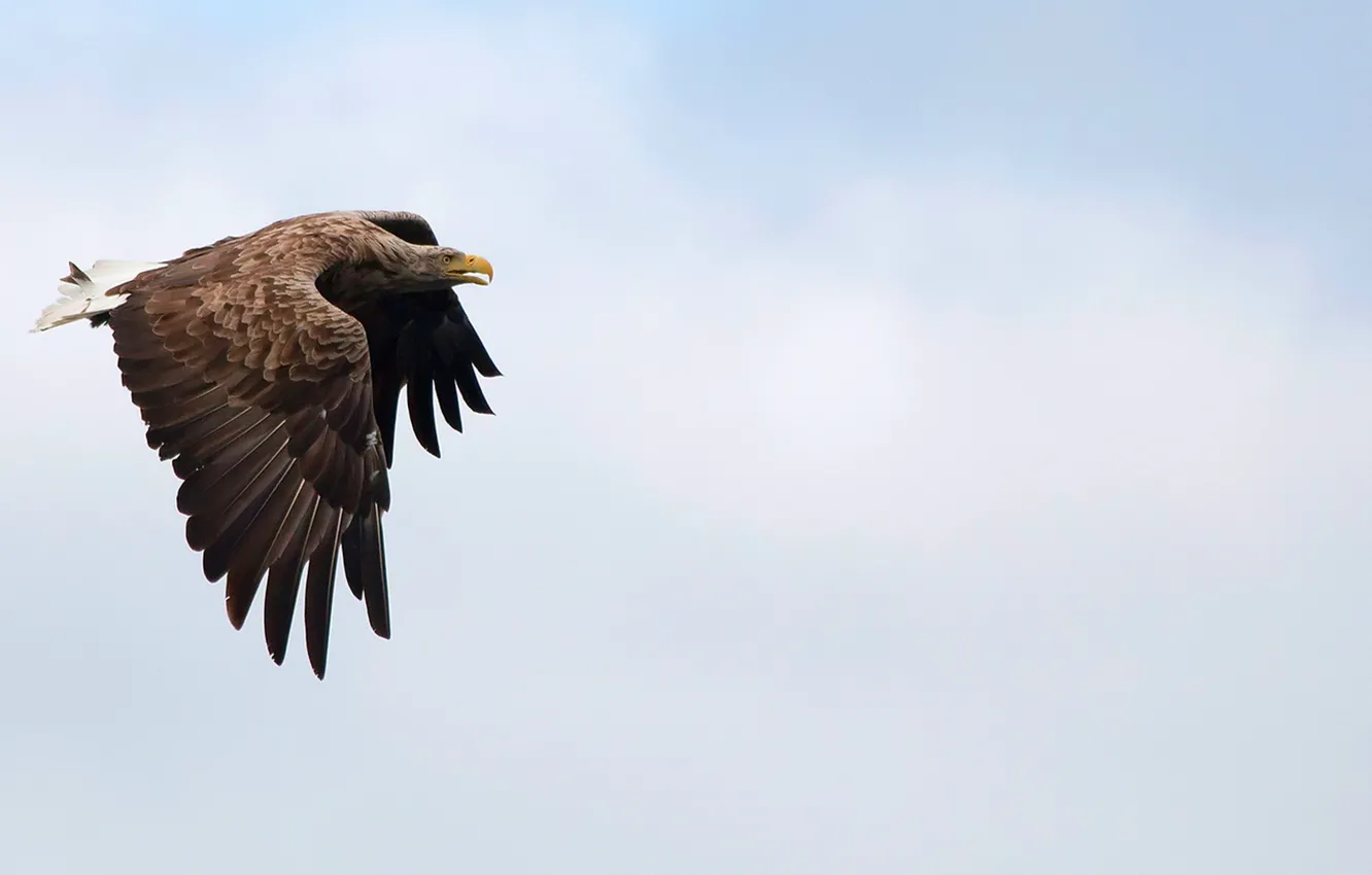 Photo wallpaper flight, bird, eagle