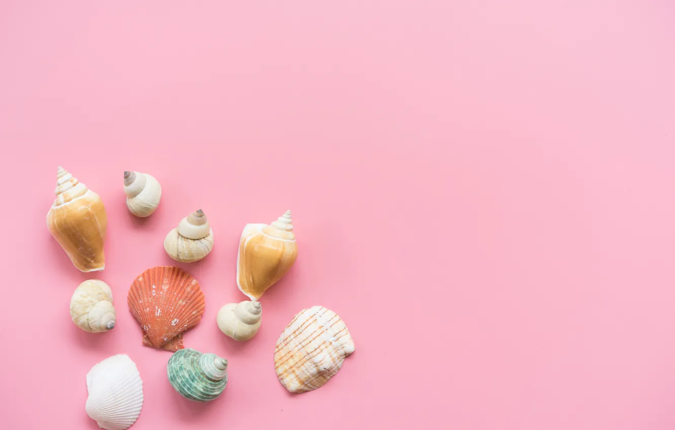Photo wallpaper background, pink, shell, pink, background, marine, seashells