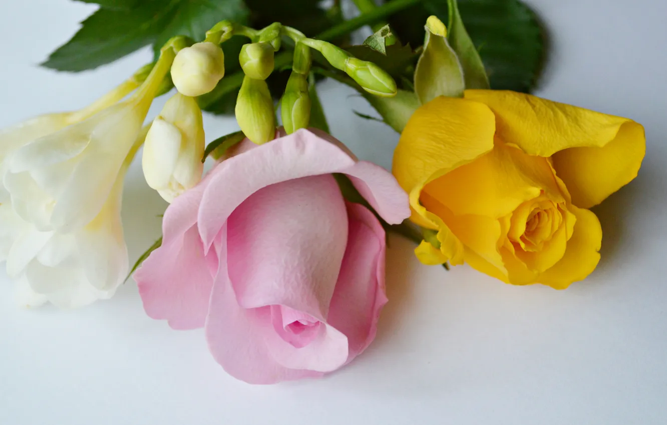 Photo wallpaper roses, bouquet, petals, buds