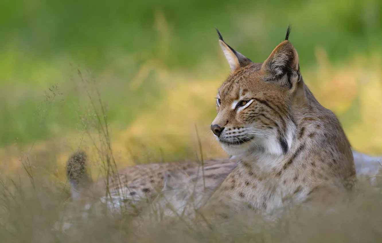Photo wallpaper grass, face, pose, stay, lies, lynx, bokeh
