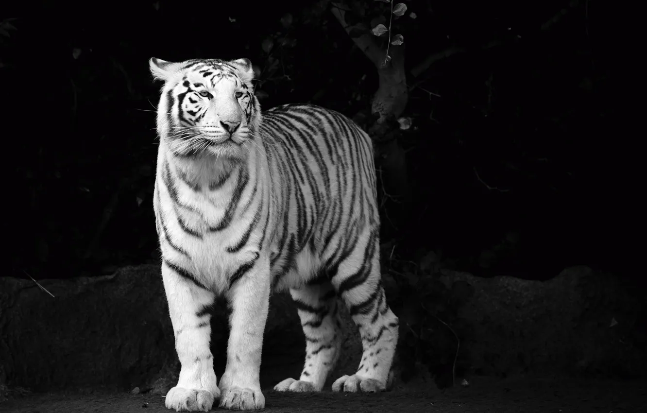 Photo wallpaper white, look, face, tiger, predator, b/W, tiger, black and white Wallpaper