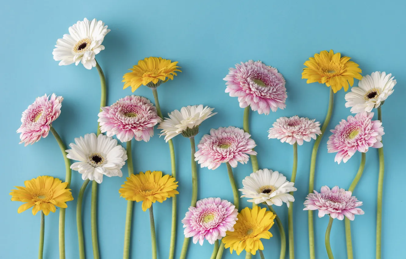 Photo wallpaper flowers, gerbera, blue background