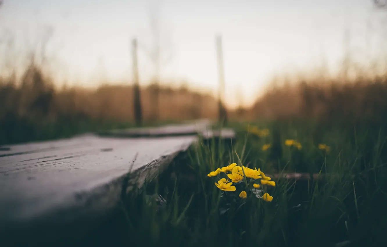 Photo wallpaper flowers, bridge, nature