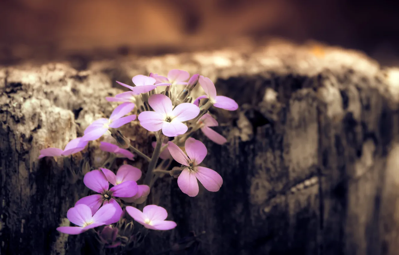 Photo wallpaper flowers, nature, background