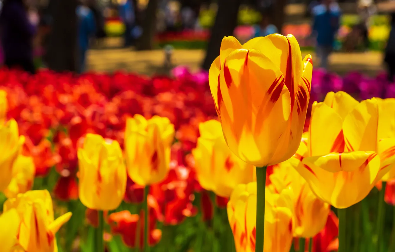 Photo wallpaper flowers, bright, spring, yellow, tulips, red, buds, flowerbed