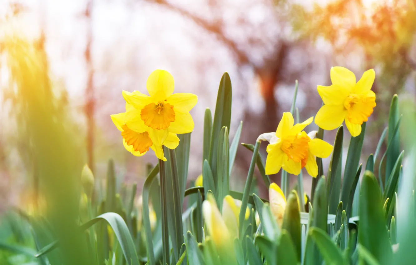 Photo wallpaper light, flowers, yellow, spring, garden, flowerbed, daffodils, bokeh