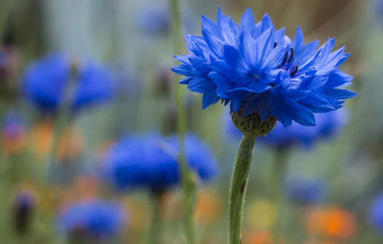Photo wallpaper macro, bokeh, cornflowers