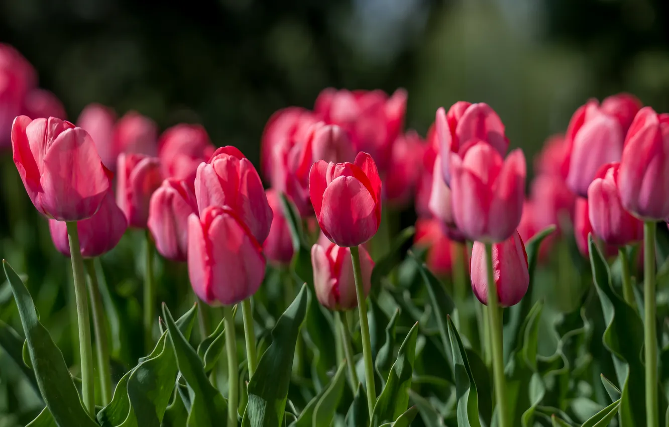 Photo wallpaper flowers, nature, spring, April, tulips