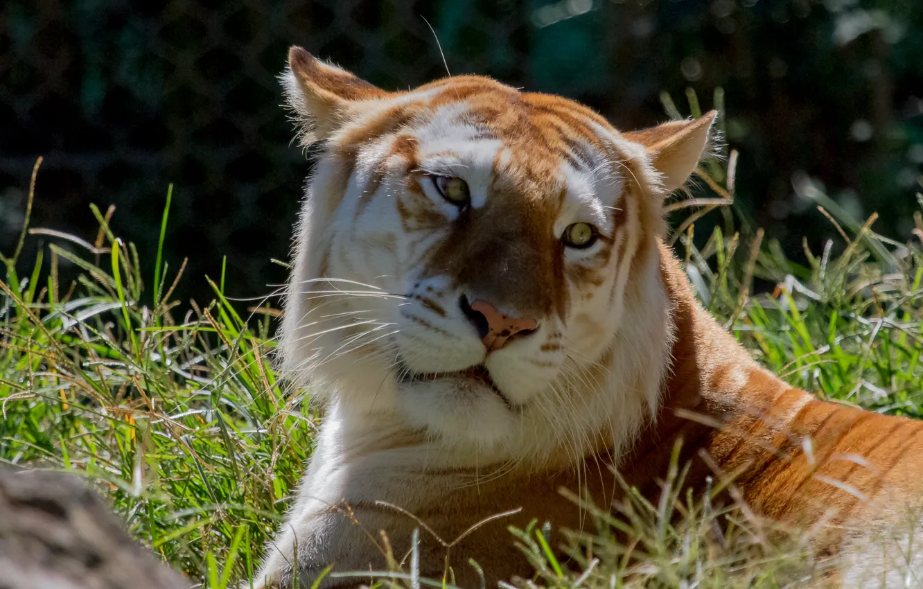 Photo wallpaper cat, grass, look, face, Golden tiger