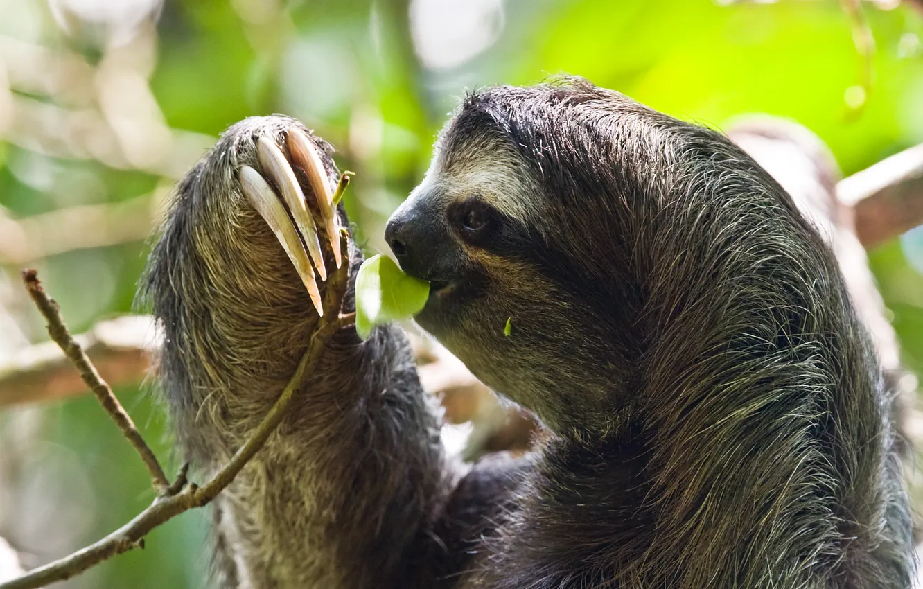 Photo wallpaper animals, nature, Sloth