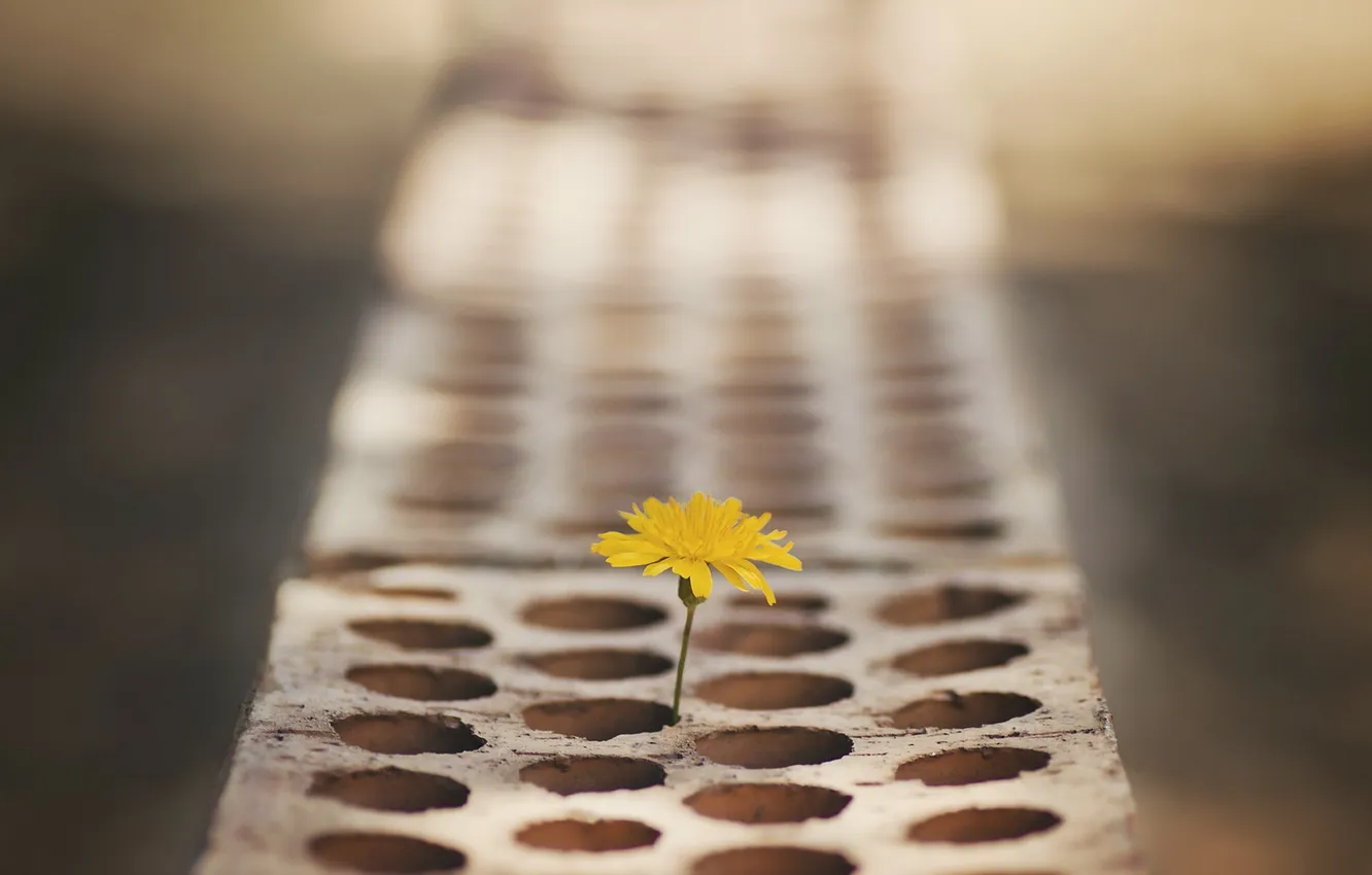 Photo wallpaper flowers, nature, background