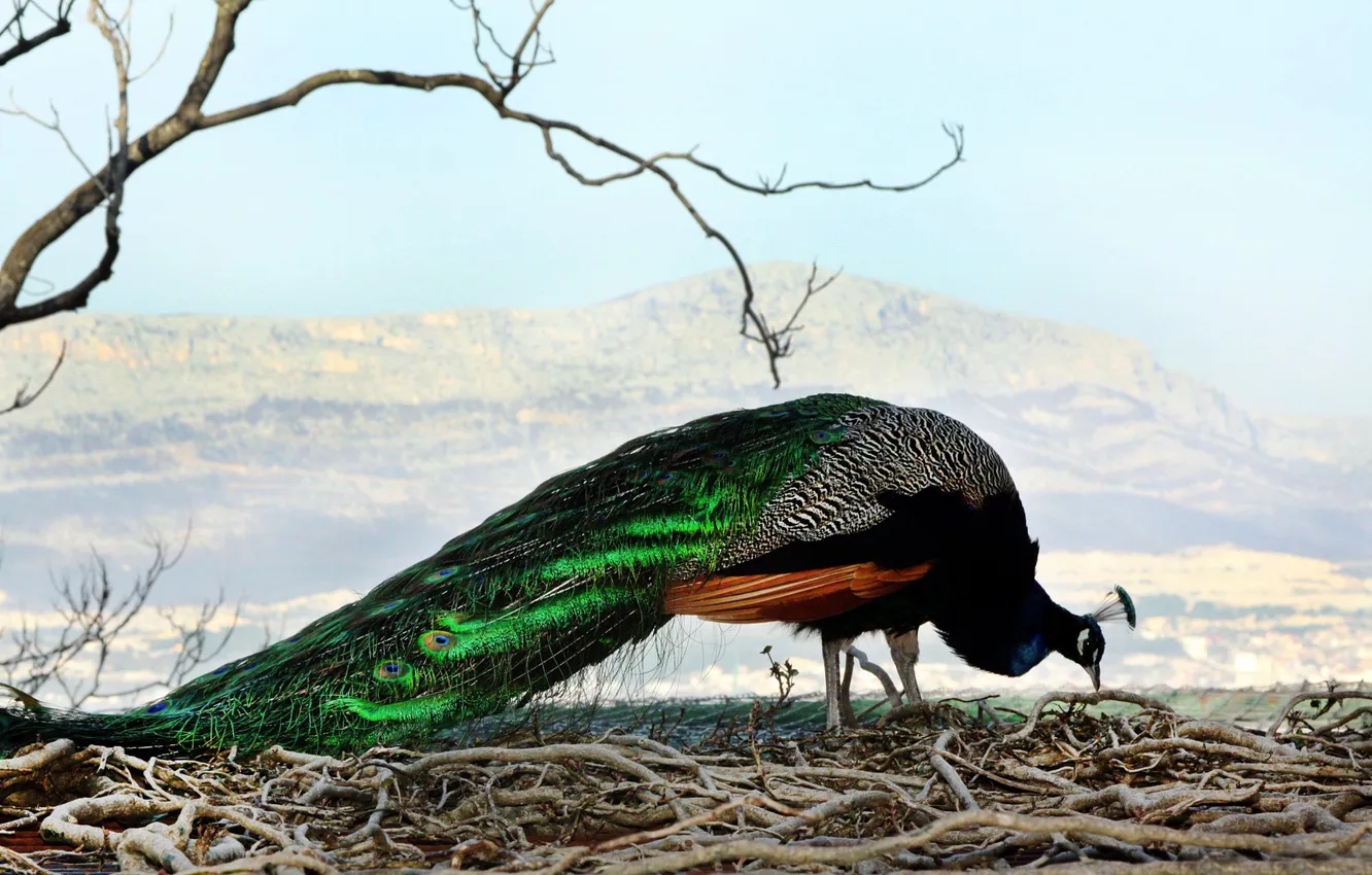 Photo wallpaper bird, feathers, tail, peacock, handsome, painting, male
