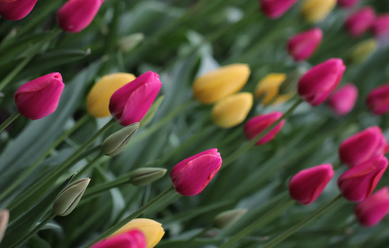 Photo wallpaper flowers, tulips, buds, flowerbed