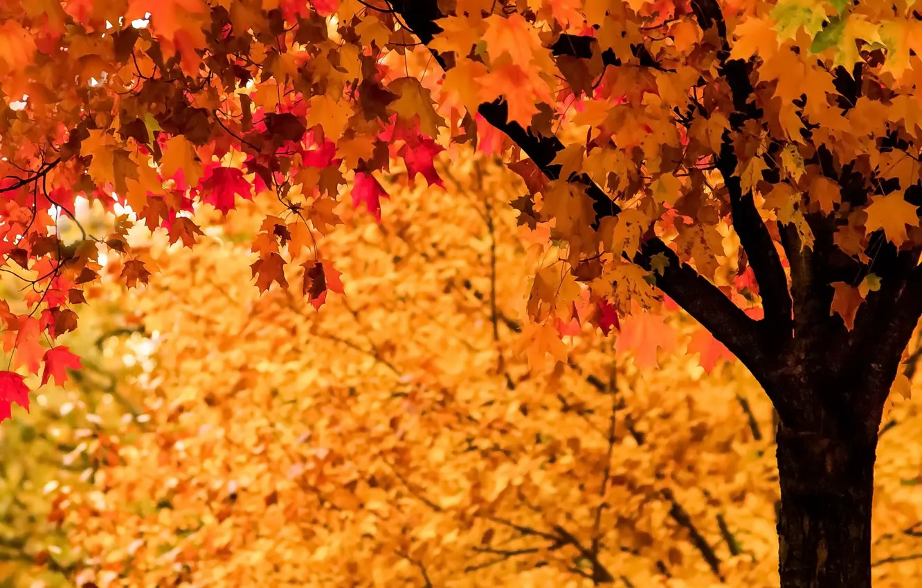 Photo wallpaper autumn, leaves, tree