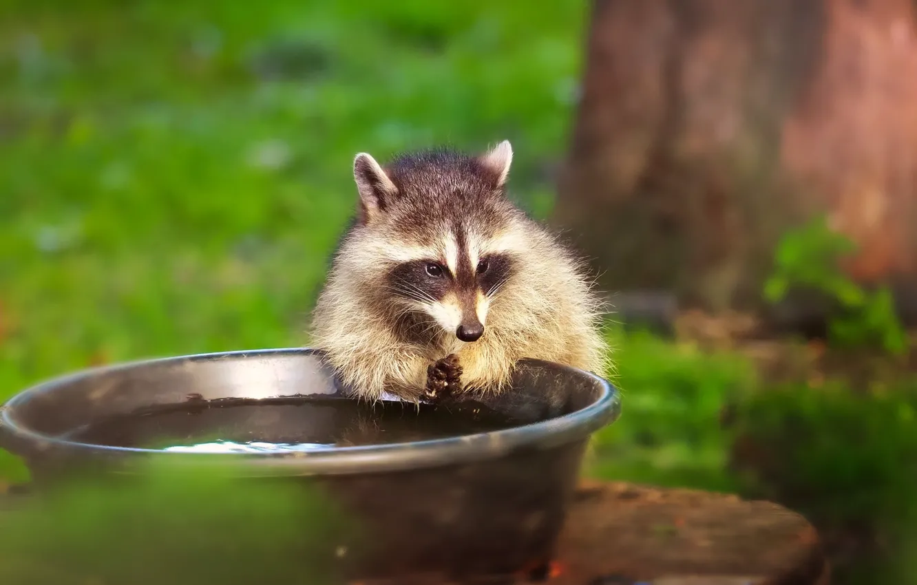 Photo wallpaper water, trees, nature, raccoon, Taz, a gargle, basin