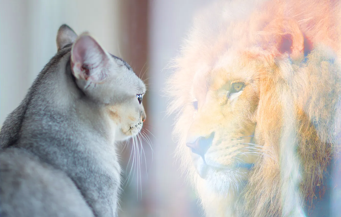 Photo wallpaper cat, motivation, potential, feline, goals, achievements