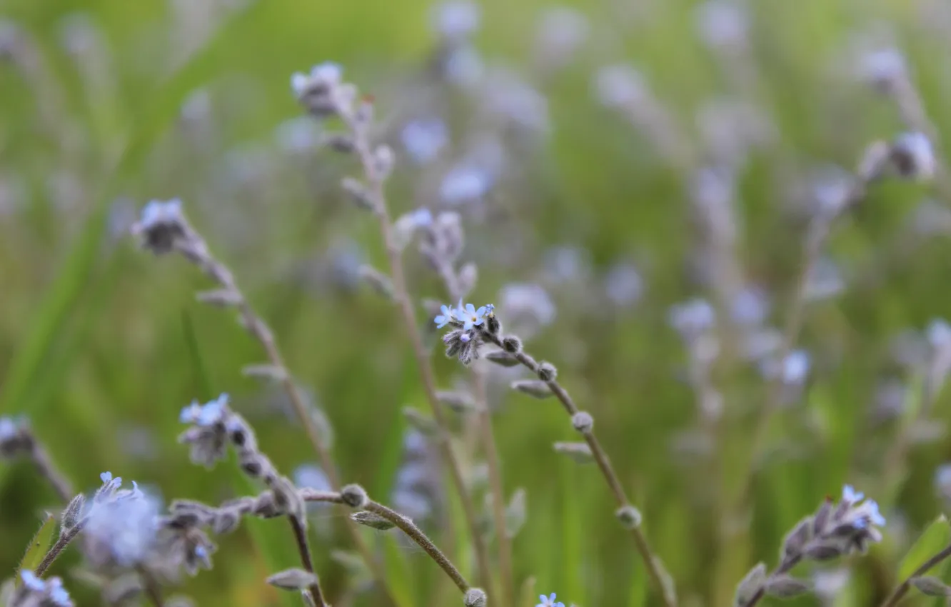 Photo wallpaper flower, nature, calm