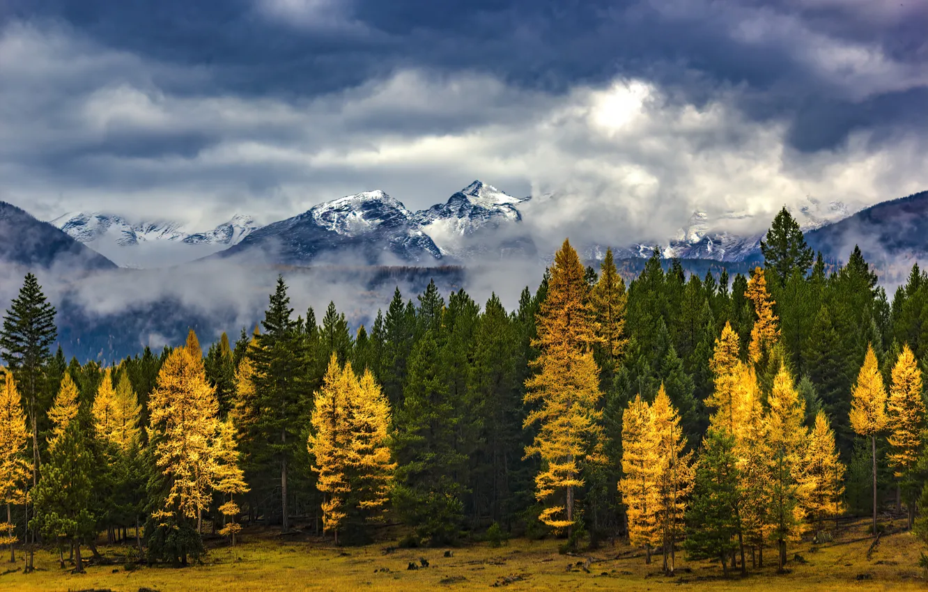 Photo wallpaper autumn, forest, the sky, clouds, snow, trees, mountains, yellow