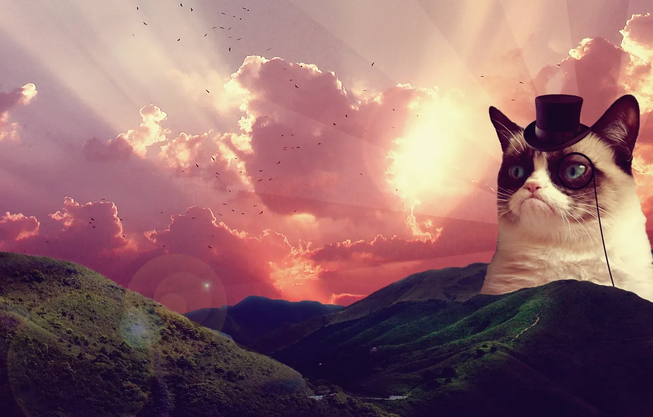 Photo wallpaper landscape, sunrise, grumpy cat, sad cat