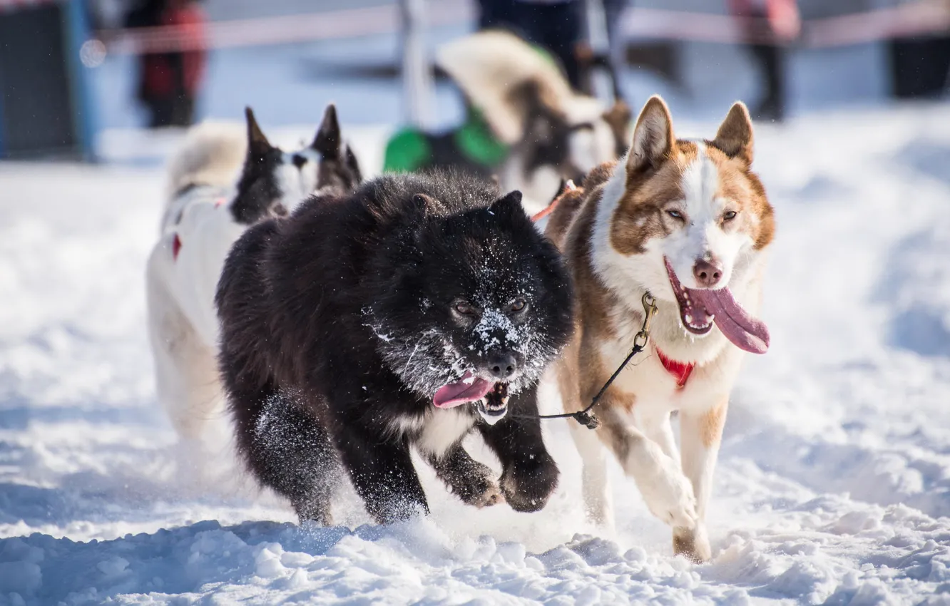 Photo wallpaper winter, dogs, snow, team, husky