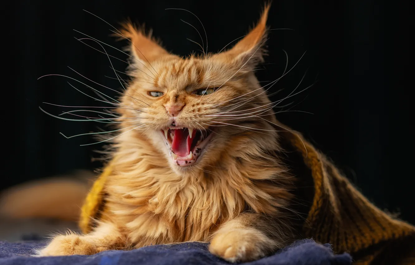 Photo wallpaper cat, scarf, red, muzzle, grin, black background, Maine Coon, Julia Zubkova