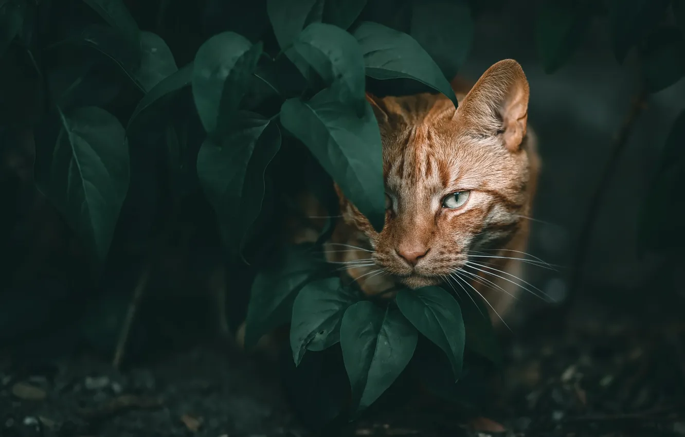 Photo wallpaper cat, leaves, nature