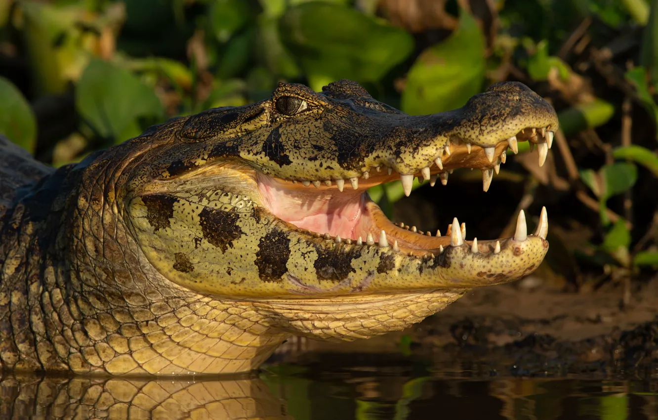 Photo wallpaper look, face, portrait, crocodile, pond