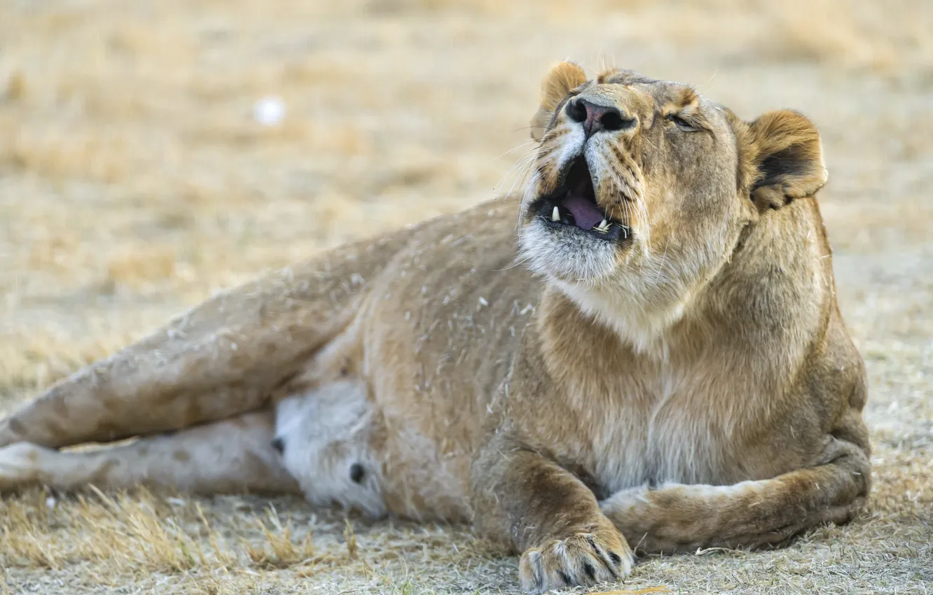 Photo wallpaper cat, stay, lioness, growls, ©Tambako The Jaguar