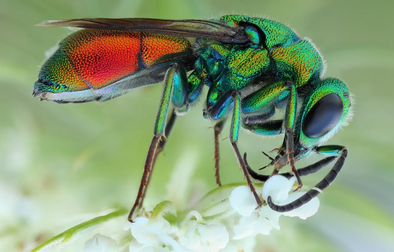 Photo wallpaper eyes, macro, flowers, pose, background, OSA, legs, insect