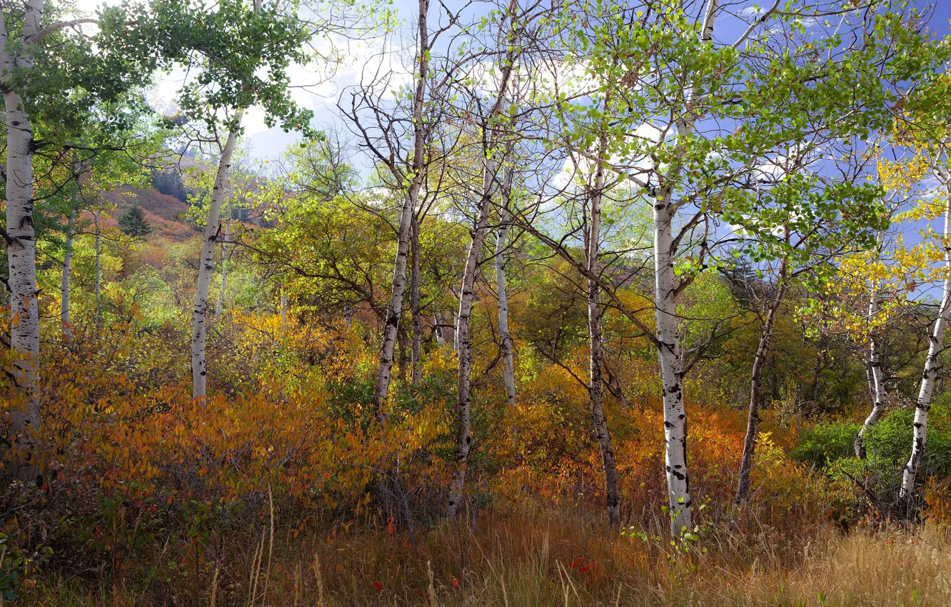 Photo wallpaper foliage, thickets, aspen, trees, branches, autumn, forest