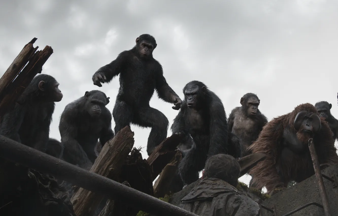 Photo wallpaper monkey, Planet of the apes: the Revolution, Dawn of the Planet of the Apes, Caesar