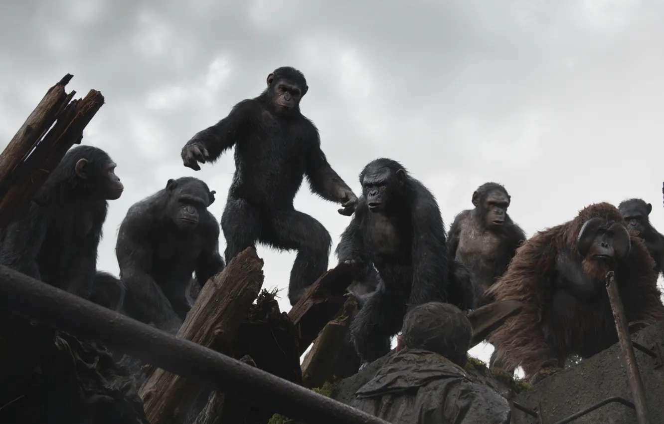 Photo wallpaper monkey, Caesar, Planet of the apes: the Revolution, Dawn of the Planet of the Apes