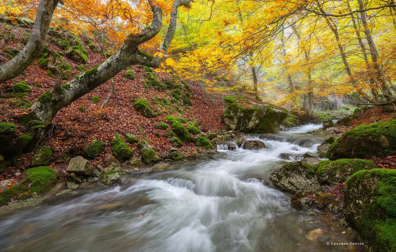 Photo wallpaper autumn, forest, trees, nature, river