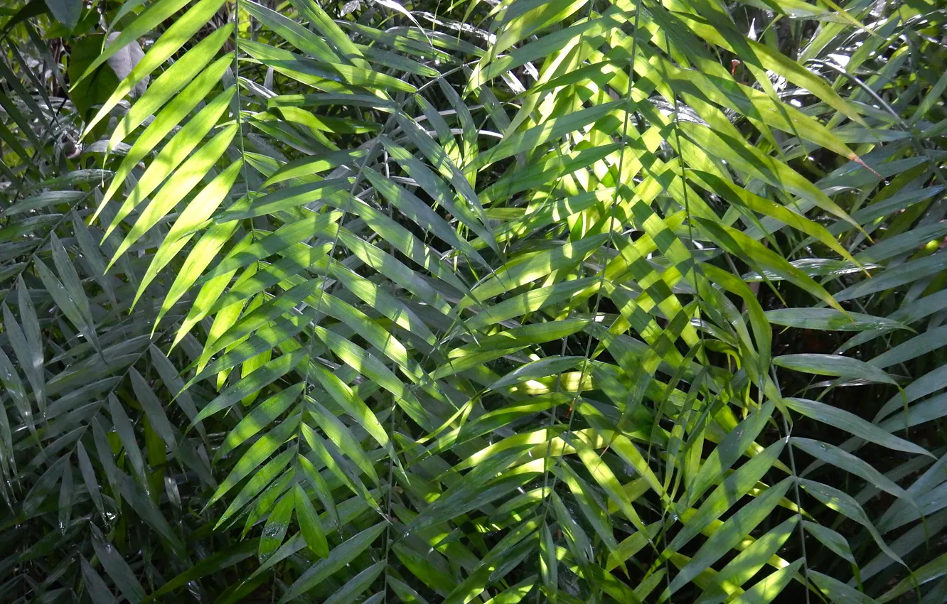 Photo wallpaper branches, nature, widescreen, plant, wallpaper, widescreen, background, the Wallpapers