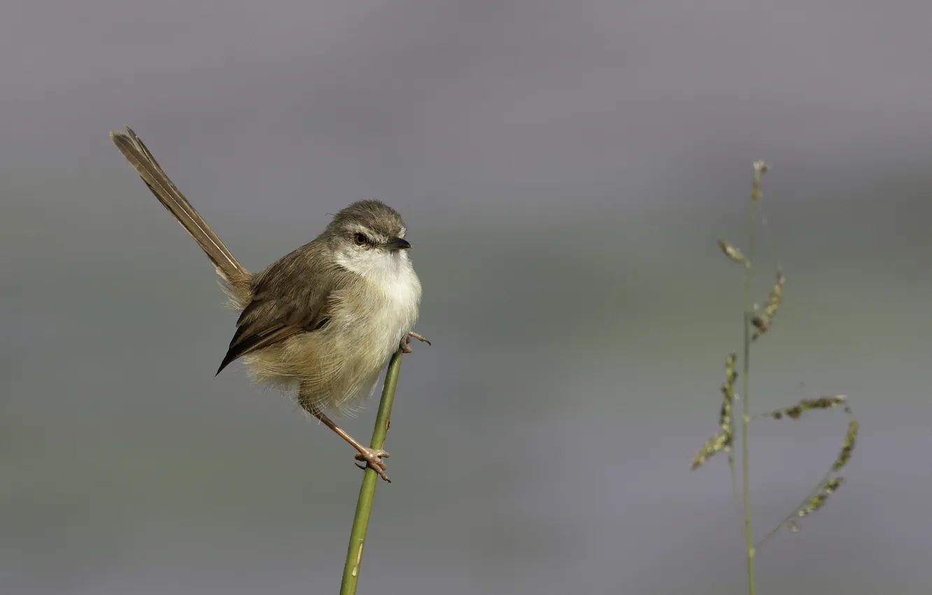 Photo wallpaper sprig, background, bird