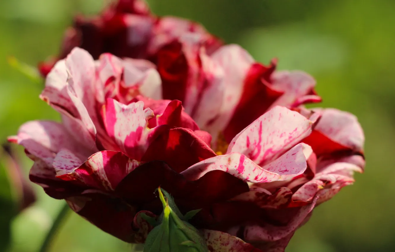 Photo wallpaper roses, blooming, red-pink