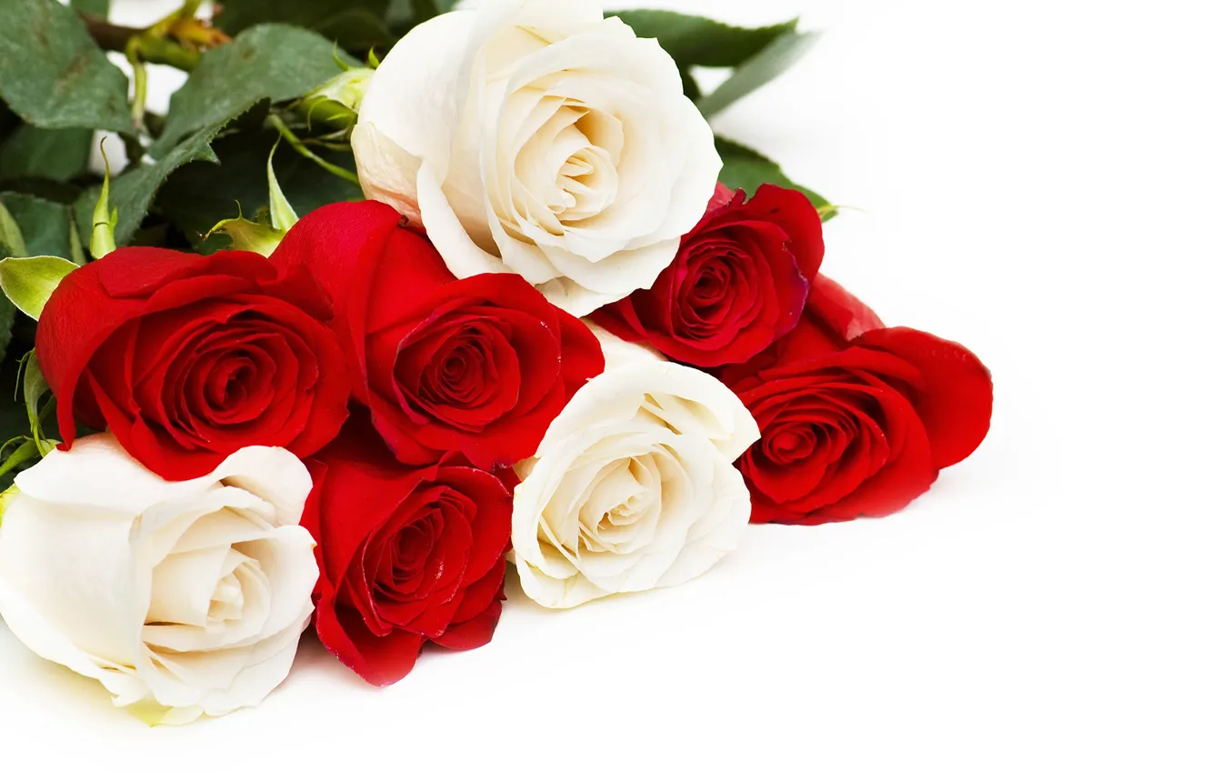 Photo wallpaper roses, red, white