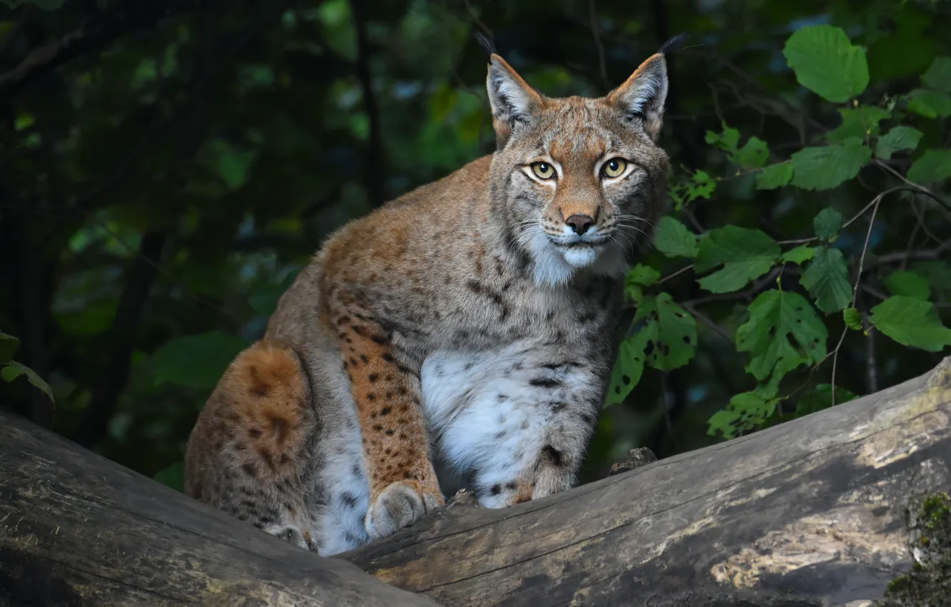 Photo wallpaper pose, look, log, lynx, foliage, sitting, branches, forest